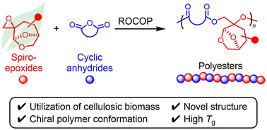 Graphical abstract: Ring-opening copolymerization of (dihydro)levoglucosenone-derived spiro-epoxides and cyclic anhydrides