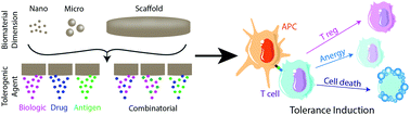 Graphical abstract: Biomaterial-based approaches to engineering immune tolerance