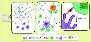 Graphical abstract: Polymer-loaded hydrogels serve as depots for lactate and mimic “cold” tumor microenvironments