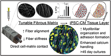 Graphical abstract: Microenvironmental determinants of organized iPSC-cardiomyocyte tissues on synthetic fibrous matrices