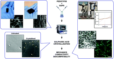 Graphical abstract: Structural crystallisation of crosslinked 3D PEDOT:PSS anisotropic porous biomaterials to generate highly conductive platforms for tissue engineering applications