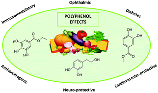 Graphical abstract: Insight into the potential application of polyphenol-rich dietary intervention in degenerative disease management