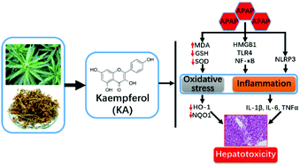 Graphical abstract: Kaempferol from Penthorum chinense Pursh suppresses HMGB1/TLR4/NF-κB signaling and NLRP3 inflammasome activation in acetaminophen-induced hepatotoxicity