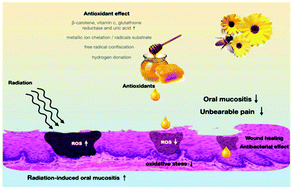 Graphical abstract: Role of honey in preventing radiation-induced oral mucositis: a meta-analysis of randomized controlled trials
