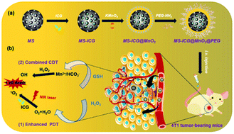 Graphical abstract: In situ fabrication of MS@MnO2 hybrid as nanozymes for enhancing ROS-mediated breast cancer therapy