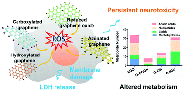 Graphical abstract: Elucidating the mechanism of the surface functionalization dependent neurotoxicity of graphene family nanomaterials