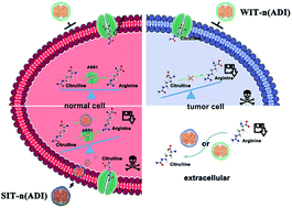 Graphical abstract: Selective extracellular arginine deprivation by a single injection of cellular non-uptake arginine deiminase nanocapsules for sustained tumor inhibition
