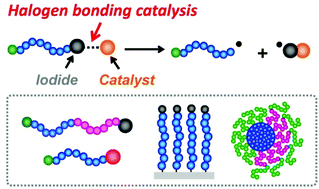Graphical abstract: Recent development in halogen-bonding-catalyzed living radical polymerization