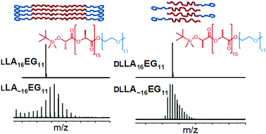 Graphical abstract: Effects of crystallinity and dispersity on the self-assembly behavior of block co-oligomers in water