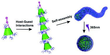 Graphical abstract: A shish-kebab-like supramolecular polymer and its light-responsive self-assembly into nanofibers