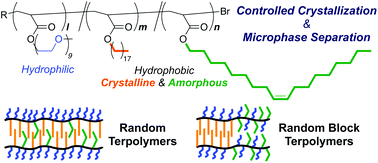 Graphical abstract: Amphiphilic random and random block terpolymers with PEG, octadecyl, and oleyl pendants for controlled crystallization and microphase separation