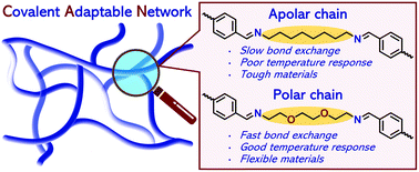 Graphical abstract: The effect of polarity on the molecular exchange dynamics in imine-based covalent adaptable networks