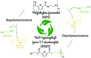 Graphical abstract: Organocatalyzed closed-loop chemical recycling of thermo-compressed films of poly(ethylene furanoate)