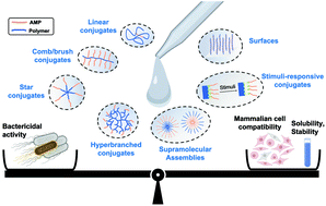 Graphical abstract: Molecular engineering of antimicrobial peptide (AMP)–polymer conjugates