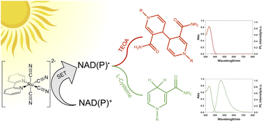 Graphical abstract: Mediator-free NADH photochemical regeneration with the aid of the amino acid l-cysteine