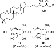 Graphical abstract: Synthesis of the aminocyclopentitol moieties of the hopanoids of Zymomonas mobilis and ‘Anacystis montana’