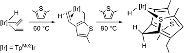 Graphical abstract: C–H Bond activation and C–C bond formation in the reaction of 2,5-dimethylthiophene with TpMe2Ir compounds