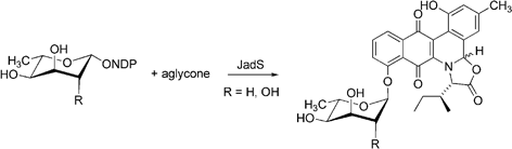 Graphical abstract: Substrate flexibility of a 2,6-dideoxyglycosyltransferase