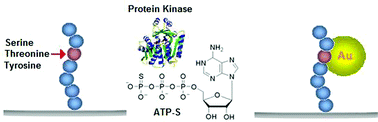 Graphical abstract: Electrochemical detection of kinase-catalyzed thiophosphorylation using gold nanoparticles