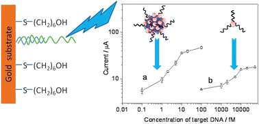 Graphical abstract: Ultrasensitive electrochemical detection of DNA hybridization using Au/Fe3O4 magnetic composites combined with silver enhancement