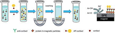 Graphical abstract: Disposable immunosensor for cortisol using functionalized magnetic particles