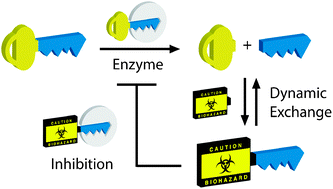 Graphical abstract: Tandem driven dynamic self-inhibition of acetylcholinesterase