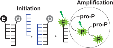 Graphical abstract: An autocatalytic chromogenic and fluorogenic photochemical reaction controlled by nucleic acids