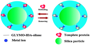 Graphical abstract: Preparation of a new type of affinity materials combining metal coordination with molecular imprinting