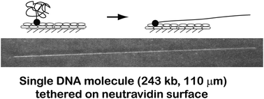 Graphical abstract: Neutravidin coated surfaces for single DNA molecule analysis