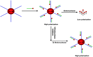 Graphical abstract: Ultrasensitive endonuclease activity and inhibition detection using gold nanoparticle-enhanced fluorescence polarization