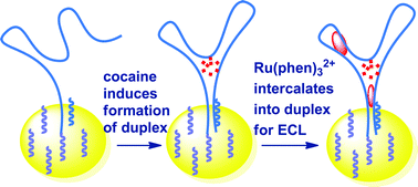 Graphical abstract: Analyte-induced formation of partial duplexes for the preparation of a label-free electrochemiluminescent aptasensor