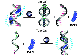 Graphical abstract: Designing label-free DNA sequences to achieve controllable turn-off/on fluorescence response for Hg2+ detection