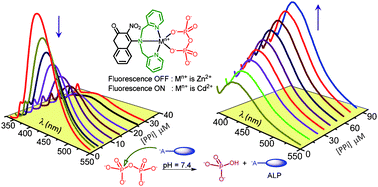 Graphical abstract: Zn(ii) and Cd(ii)-based complexes for probing the enzymatic hydrolysis of Na4P2O7 by alkaline phosphatase in physiological conditions