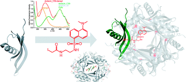 Graphical abstract: Chemical engineering of Mycobacterium tuberculosisdodecin hybrids