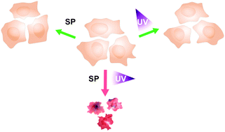 Graphical abstract: Light-induced cytotoxicity of a photochromic spiropyran