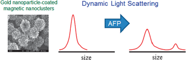 Graphical abstract: A facile and sensitive immunoassay for the detection of alpha-fetoprotein using gold-coated magnetic nanoparticle clusters and dynamic light scattering