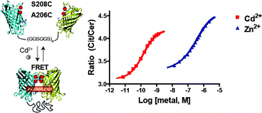 Graphical abstract: Reengineering of a fluorescent zinc sensor protein yields the first genetically encoded cadmium probe
