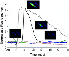 Graphical abstract: Mechanotransductional basis of endothelial cell response to intravascular bubbles