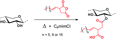 Graphical abstract: Synthesis and characterization of birch wood xylan succinoylated in 1-n-butyl-3-methylimidazolium chloride