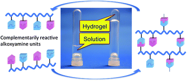 Graphical abstract: Reversible cross-linking of hydrophilic dynamic covalent polymers with radically exchangeable alkoxyamines in aqueous media