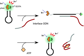 Graphical abstract: Versatile allosteric molecular devices based on reversible formation of luminous lanthanide complexes
