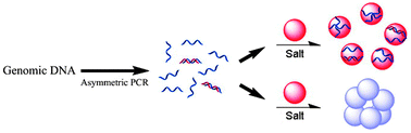 Graphical abstract: Long genomic DNA amplicons adsorption onto unmodified gold nanoparticles for colorimetric detection of Bacillus anthracis