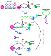 Graphical abstract: An amplified chemiluminescence aptasensor based on bi-resonance energy transfer on gold nanoparticles and exonuclease III-catalyzed target recycling