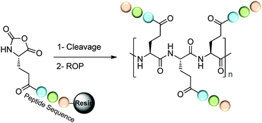Graphical abstract: Synthesis of peptide-grafted comb polypeptides via polymerisation of NCA-peptides