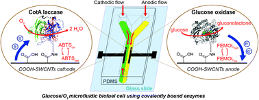 Graphical abstract: Membraneless glucose/O2 microfluidic biofuel cells using covalently bound enzymes