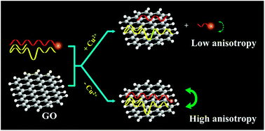Graphical abstract: A graphene oxide enhanced fluorescence anisotropy strategy for DNAzyme-based assay of metal ions
