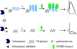 Graphical abstract: A simple, fast and highly sensitive assay for the detection of telomerase activity