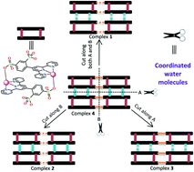 Graphical abstract: Construction of several new s-/p-block complexes containing binuclear metal–terpyridine building blocks: dependence of structural diversity on the number of coordinated water molecules