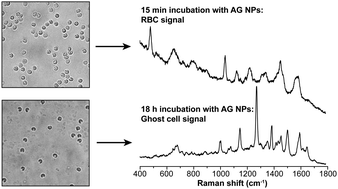 Graphical abstract: SERS reveals the specific interaction of silver and gold nanoparticles with hemoglobin and red blood cell components
