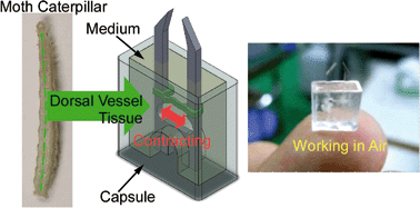 Graphical abstract: Atmospheric-operable bioactuator powered by insect muscle packaged with medium